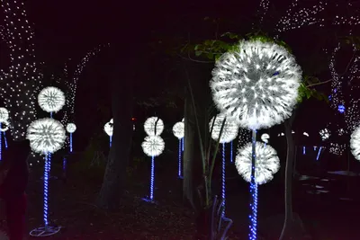 DSC_7011 (Large).JPG